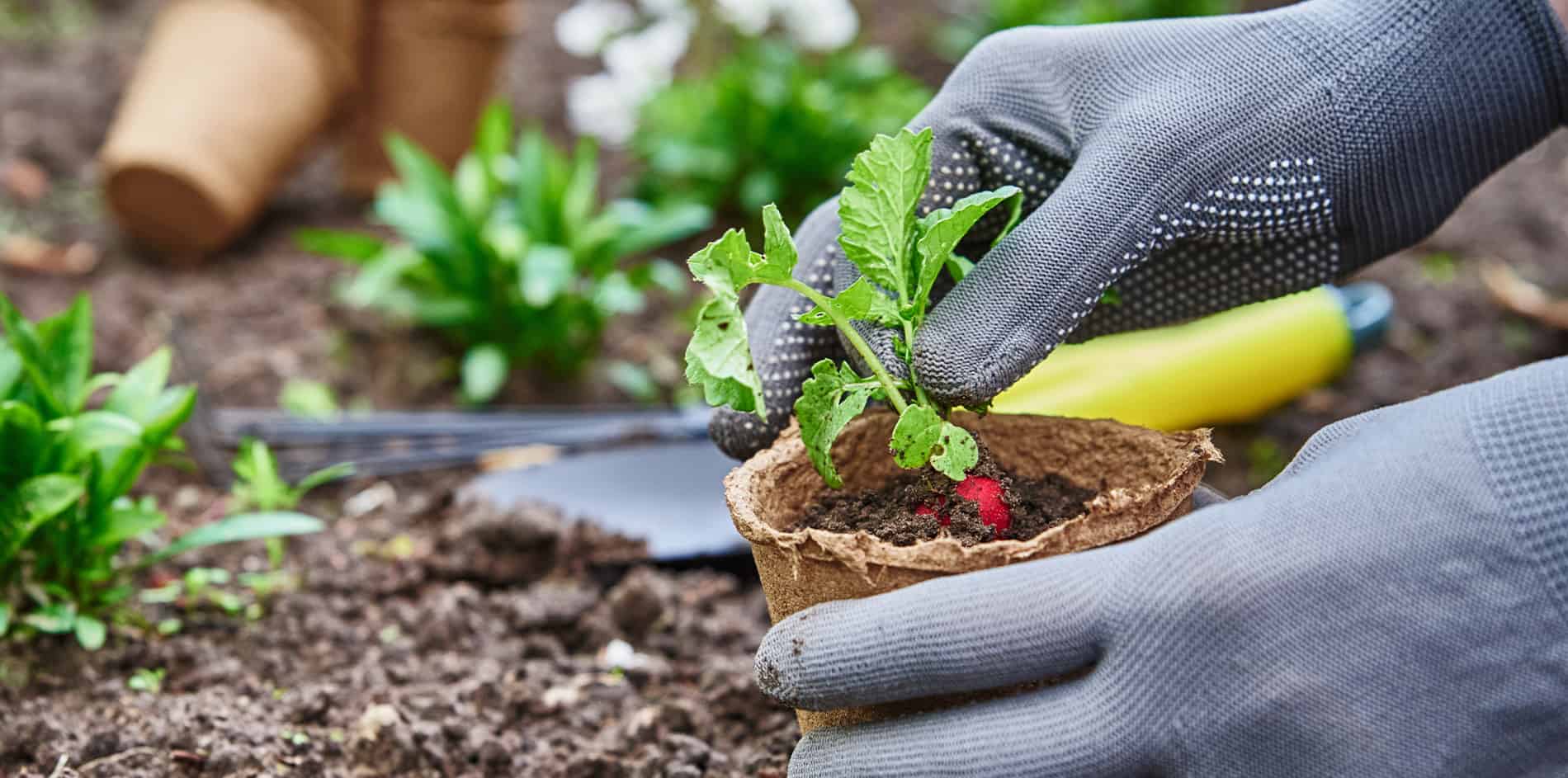 Nahaufnahme von Händen, die eine junge Pflanze in fruchtbaren Boden einsetzen