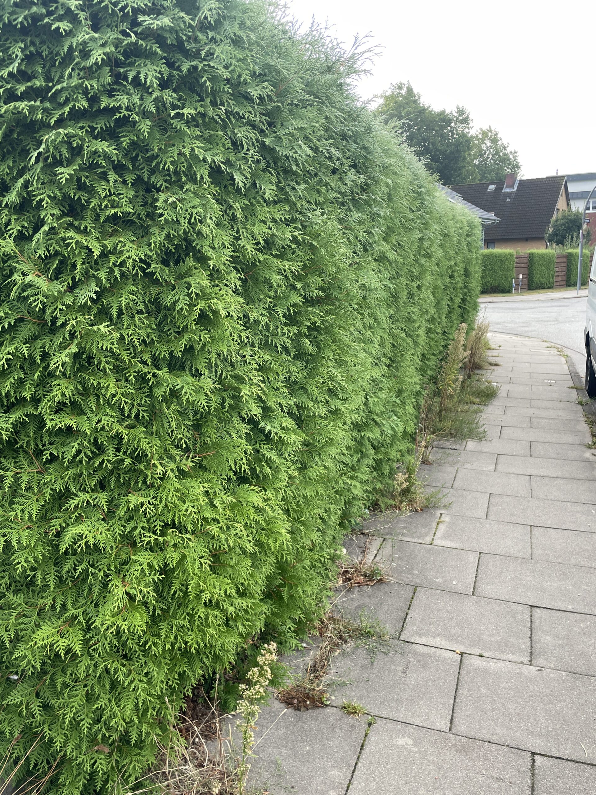 Hecke Thuja Schnitt (1)