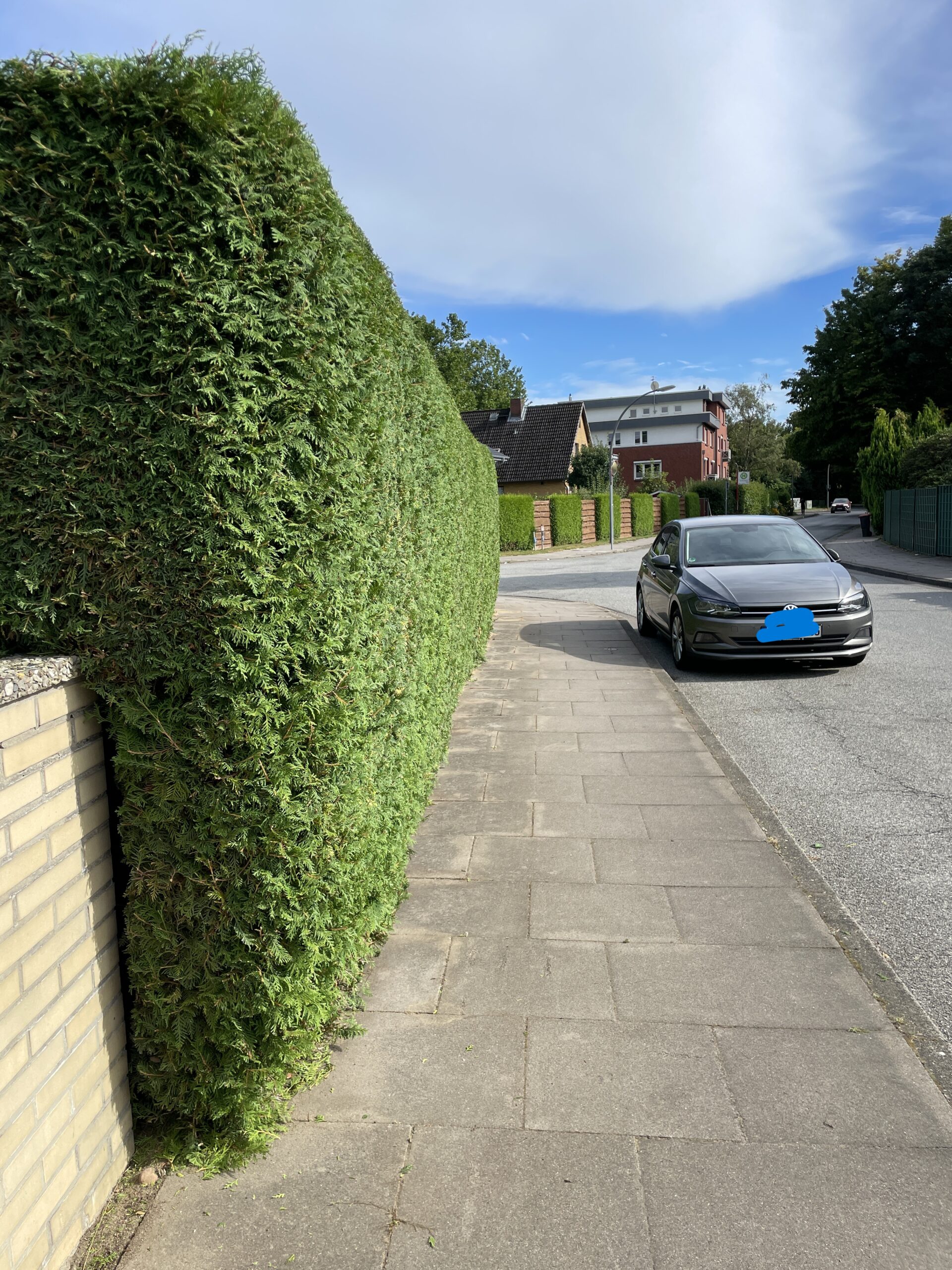 Hecke Thuja Schnitt (21)