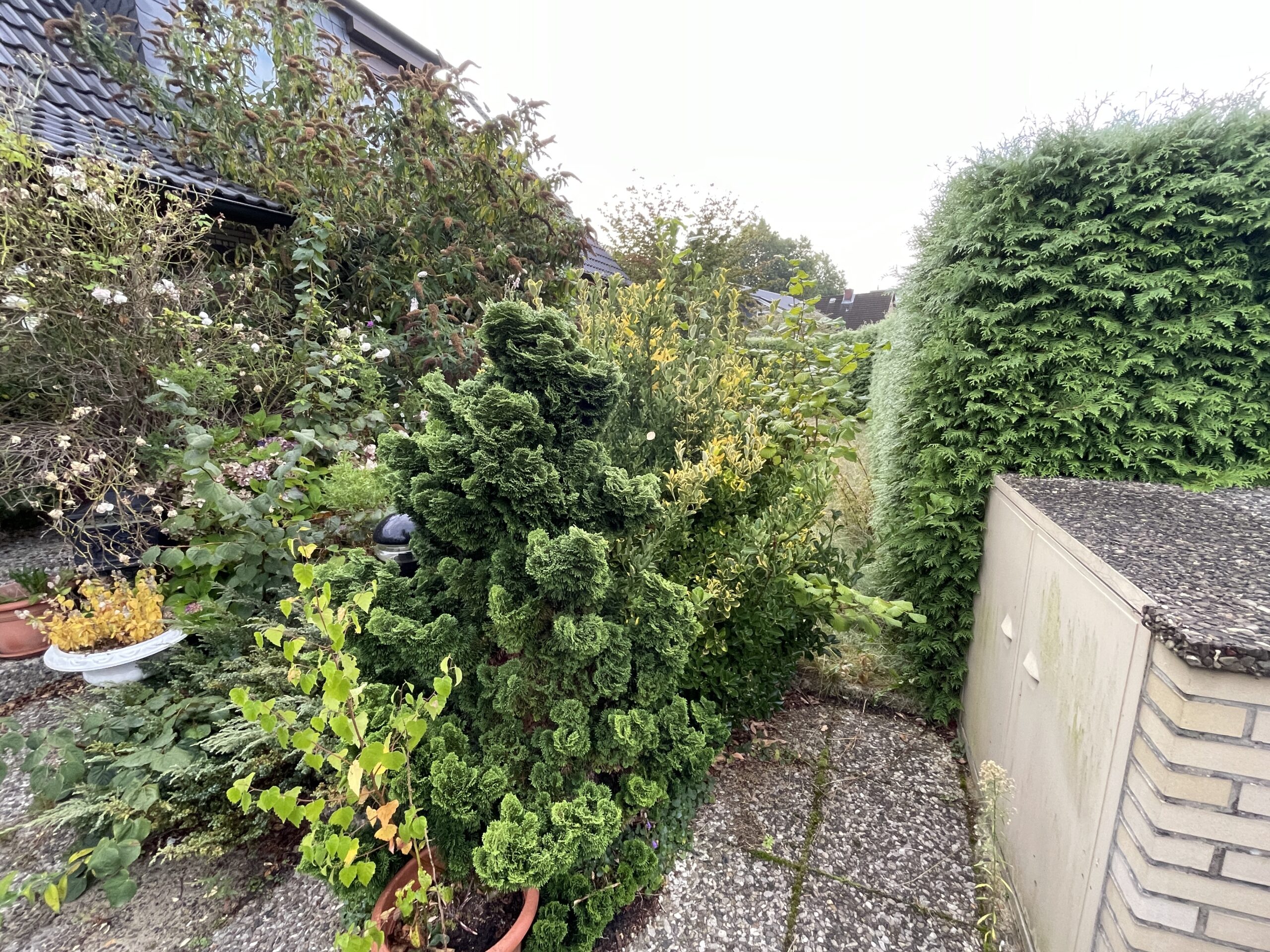 Säuberung Garten (1)
