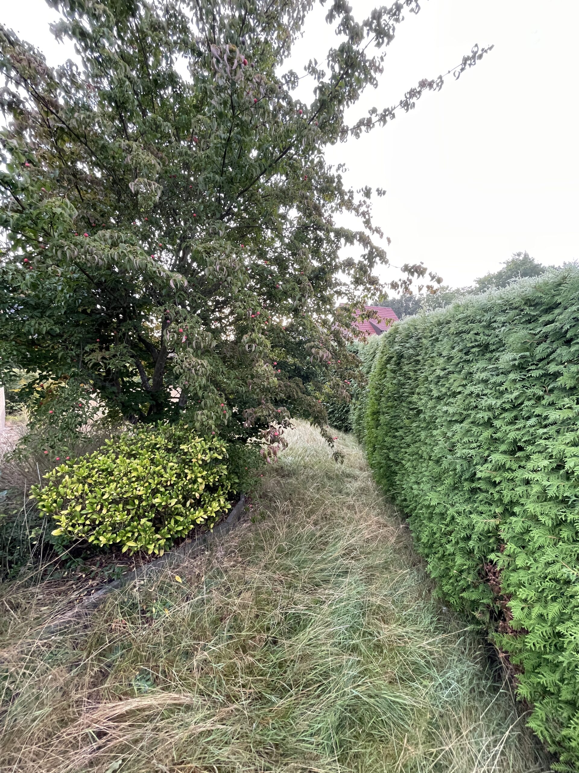 Säuberung Rasen und Garten (2)